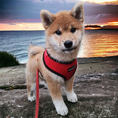 Puppia Soft Mesh Small Dog Harness A Red and Black 4 Sizes