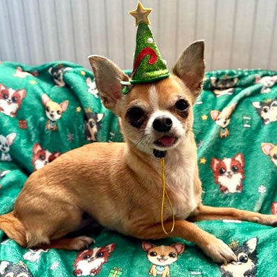 Chihuahua Print Deep Green Soft Cosy Fleece Blanket by My Chi and Me SALE
