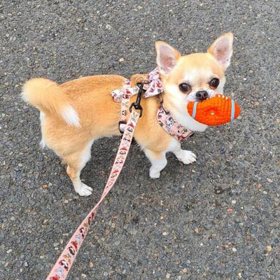 Stone Chihuahua Print Exclusive Designer Harness by My Chi and Me