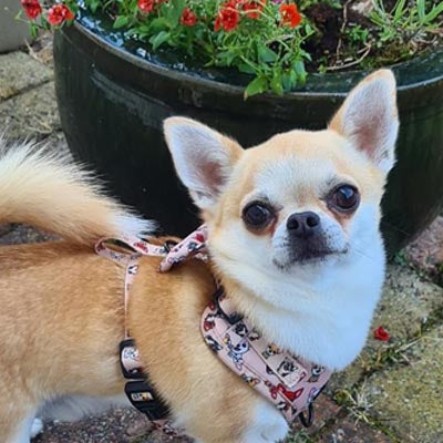Stone Chihuahua Print Exclusive Designer Harness by My Chi and Me