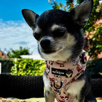 Stone Chihuahua Print Exclusive Designer Harness by My Chi and Me