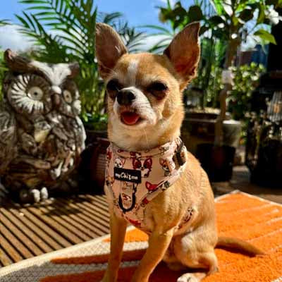 Stone Chihuahua Print Exclusive Designer Harness by My Chi and Me