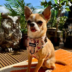 Stone Chihuahua Print Exclusive Designer Harness by My Chi and Me