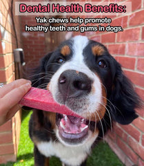 Strawberry Yak Dog Chew