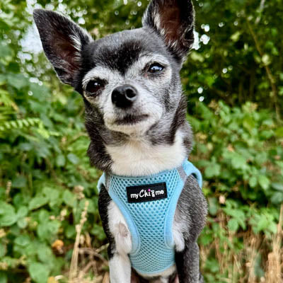 Tiny Trails Step In Air Mesh Puppy and Small Dog Harness Baby Blue