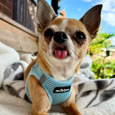 Tiny Trails Step In Air Mesh Puppy and Small Dog Harness Baby Blue