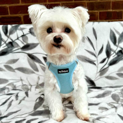 Tiny Trails Step In Air Mesh Puppy and Small Dog Harness Baby Blue