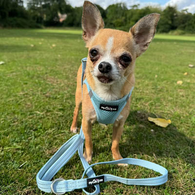 Tiny Trails Step In Air Mesh Puppy and Small Dog Harness Baby Blue