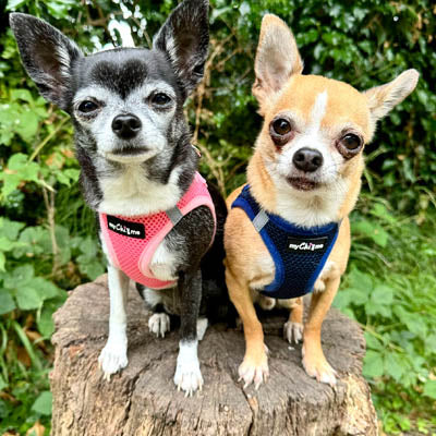 Tiny Trails Step In Air Mesh Puppy and Small Dog Harness Navy