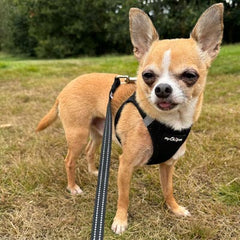 Tiny Trails Step In Air Mesh Puppy and Small Dog Harness Black