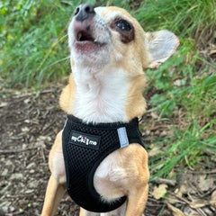 Tiny Trails Step In Air Mesh Puppy and Small Dog Harness Black