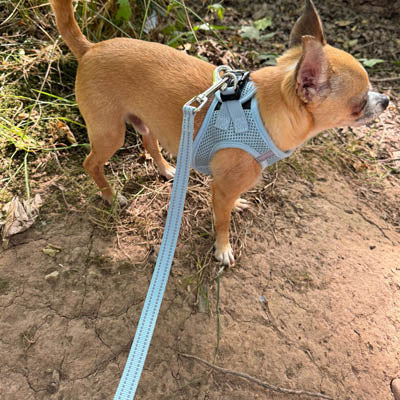 Tiny Trails Step In Air Mesh Puppy and Small Dog Harness Baby Blue