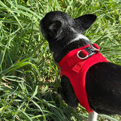 Tiny Trails Step In Air Mesh Puppy and Small Dog Harness Red