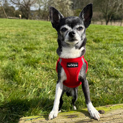 Tiny Trails Step In Air Mesh Puppy and Small Dog Harness Red