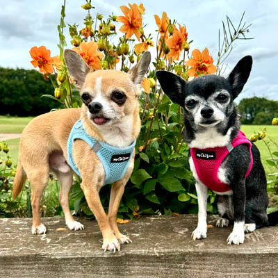 Tiny Trails Step In Air Mesh Puppy and Small Dog Harness Baby Blue