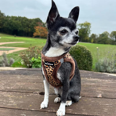 Tiny Trails Step In Luxury Leopard Puppy and Small Dog Harness