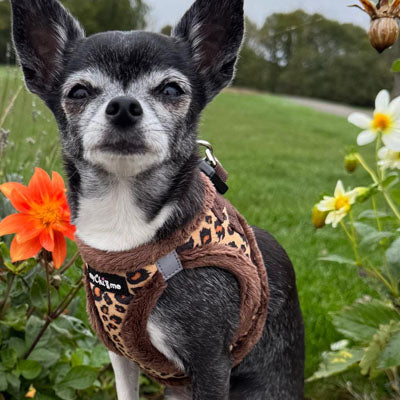 Tiny Trails Step In Luxury Leopard Puppy and Small Dog Harness