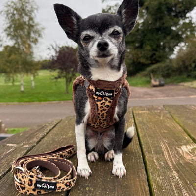 Tiny Trails Step In Luxury Leopard Puppy and Small Dog Harness and Lead