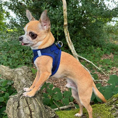 Tiny Trails Step In Air Mesh Puppy and Small Dog Harness Navy