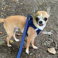 Tiny Trails Step In Air Mesh Puppy and Small Dog Harness Navy