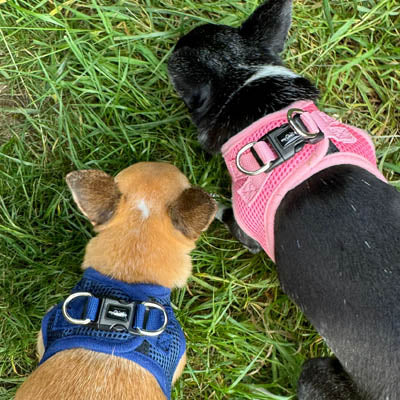 Tiny Trails Step In Air Mesh Puppy and Small Dog Harness Navy