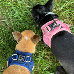 Tiny Trails Step In Air Mesh Puppy and Small Dog Harness Navy