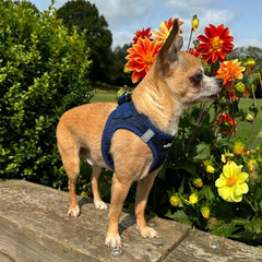 Tiny Trails Step In Air Mesh Puppy and Small Dog Harness Navy