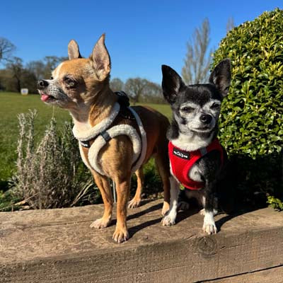 Tiny Trails Step In Soft Touch Suede Effect Faux Fur Lined Puppy and Small Dog Harness Aviator and Red Mesh harness