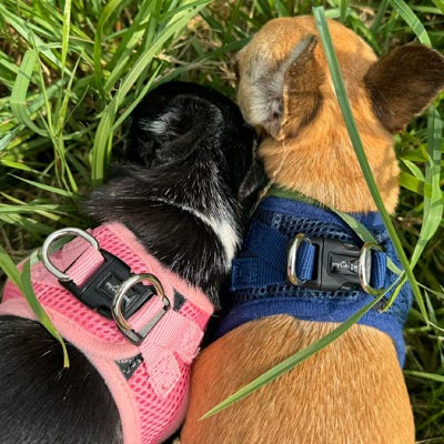 Tiny Trails Step In Air Mesh Puppy and Small Dog Harness Navy