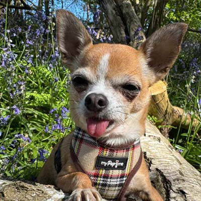 My Pup and Me Brown Tartan Harness