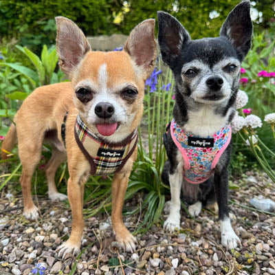 My Pup and Me Brown Tartan Harness