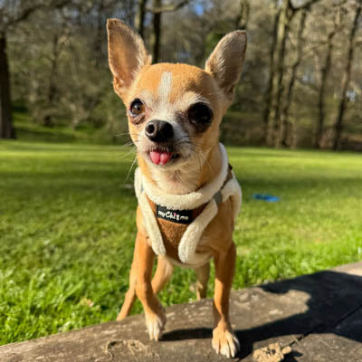 Tiny Trails Step In Soft Touch Suede Effect Faux Fur Lined Puppy and Small Dog Harness in Mocha by My Chi and Me