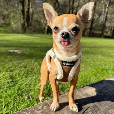 Tiny Trails Step In Soft Touch Suede Effect Faux Fur Lined Puppy and Small Dog Harness Aviator