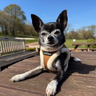 Tiny Trails Step In Soft Touch Suede Effect Faux Fur Lined Puppy and Small Dog Harness in Mocha by My Chi and Me