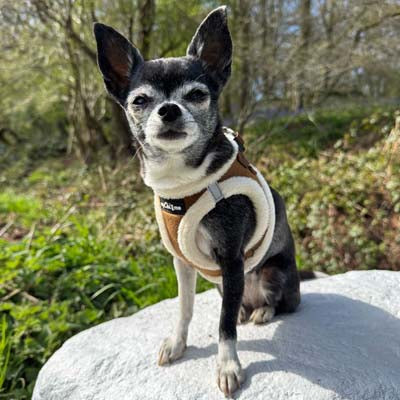 Tiny Trails Step In Soft Touch Suede Effect Faux Fur Lined Puppy and Small Dog Harness in Mocha by My Chi and Me