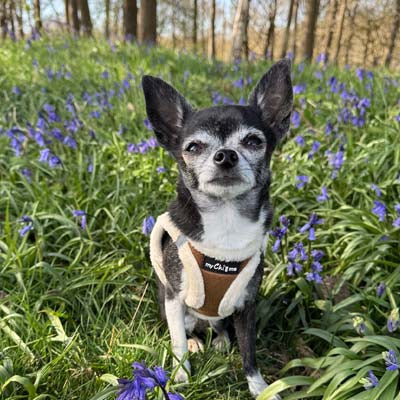 Tiny Trails Step In Soft Touch Suede Effect Faux Fur Lined Puppy and Small Dog Harness in Mocha by My Chi and Me