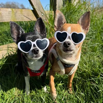 Tiny Trails Step In Soft Touch Suede Effect Faux Fur Lined Puppy and Small Dog Harness in Mocha by My Chi and Me