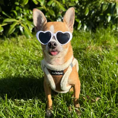 Tiny Trails Step In Soft Touch Suede Effect Faux Fur Lined Puppy and Small Dog Harness in Mocha by My Chi and Me