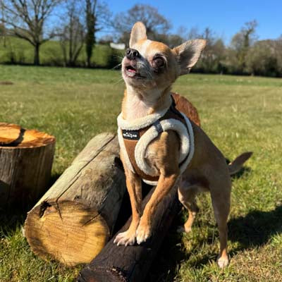 Tiny Trails Step In Soft Touch Suede Effect Faux Fur Lined Puppy and Small Dog Harness in Mocha by My Chi and Me
