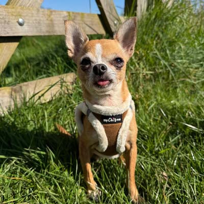 Tiny Trails Step In Soft Touch Suede Effect Faux Fur Lined Puppy and Small Dog Harness in Mocha by My Chi and Me