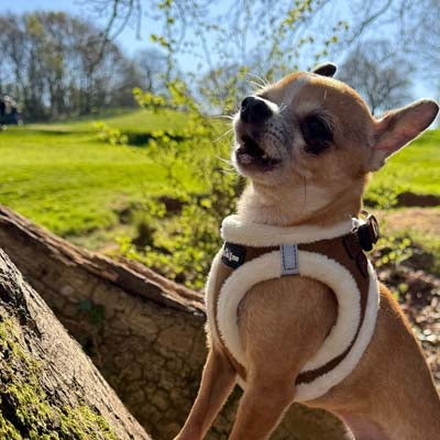 Tiny Trails Step In Soft Touch Suede Effect Faux Fur Lined Puppy and Small Dog Harness in Mocha by My Chi and Me