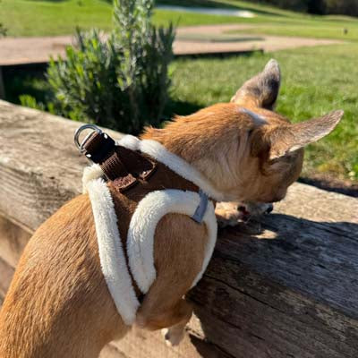 Tiny Trails Step In Soft Touch Suede Effect Faux Fur Lined Puppy and Small Dog Harness in Mocha  by My Chi and Me