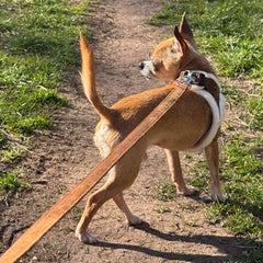 Tiny Trails Step In Soft Touch Suede Effect Faux Fur Lined Puppy and Small Dog Harness in Mocha by My Chi and Me