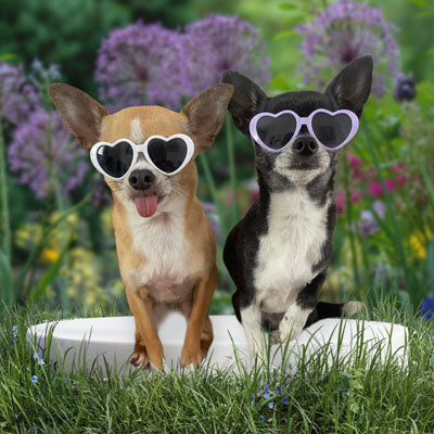 Heart Shaped Small Dog Sunglasses Lilac Bon Bon