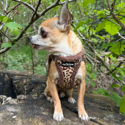 Tiny Trails Step In Luxury Leopard Puppy and Small Dog Harness
