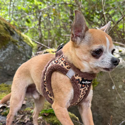 Tiny Trails Step In Luxury Leopard Puppy and Small Dog Harness