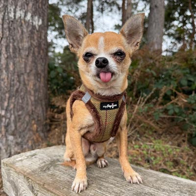Tiny Trails Step In Country Green Tweed Fur Lined Puppy and Small Dog Harness by My Pup and Me