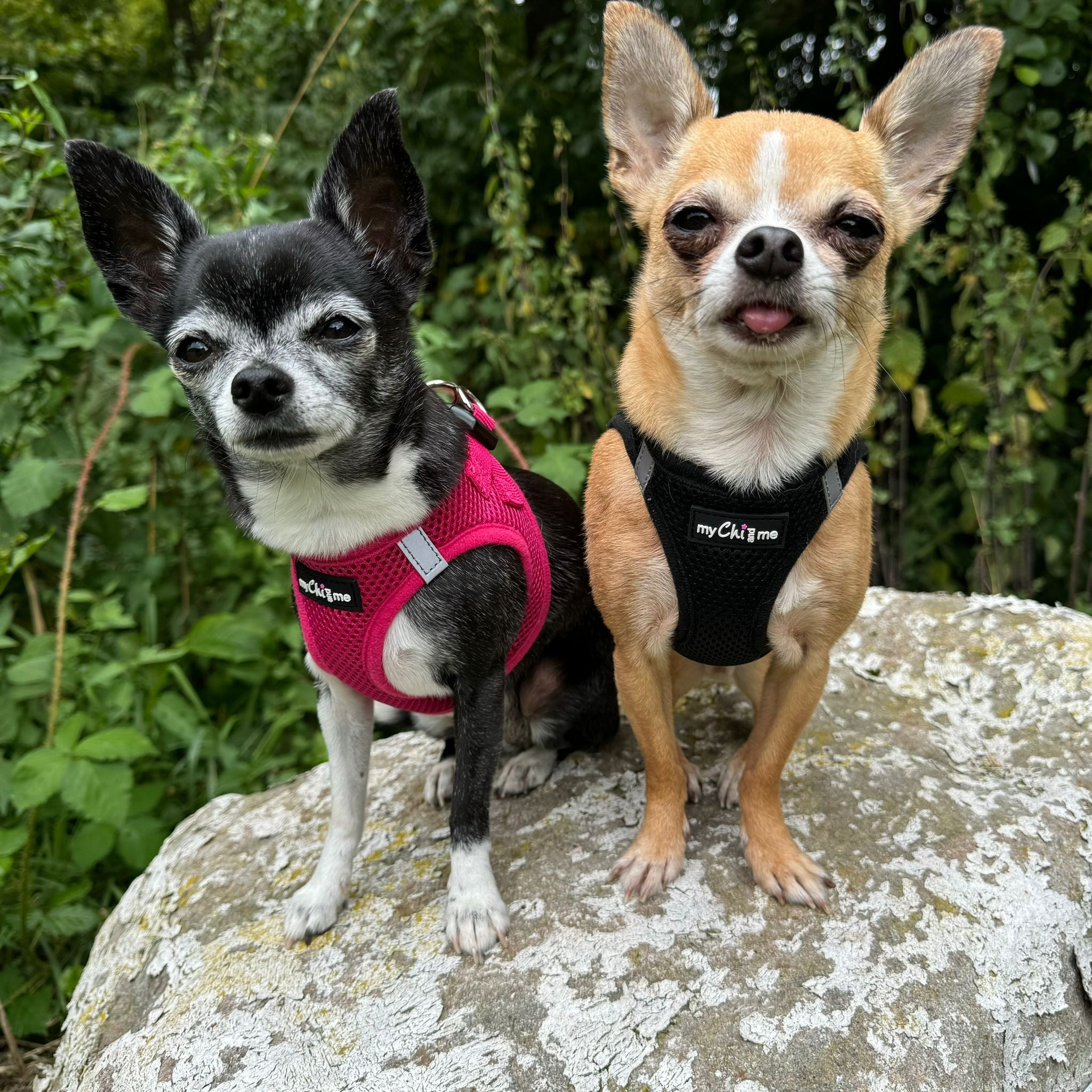 Tiny Trails Step In Air Mesh Puppy and Small Dog Harness Hot Pink Black