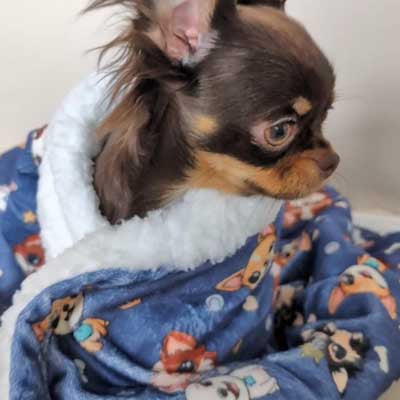 Chihuahua Print Denim Blue Soft Cosy Fleece Blanket by My Chi and Me