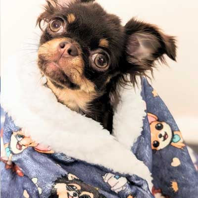 Chihuahua Print Denim Blue Soft Cosy Fleece Blanket by My Chi and Me
